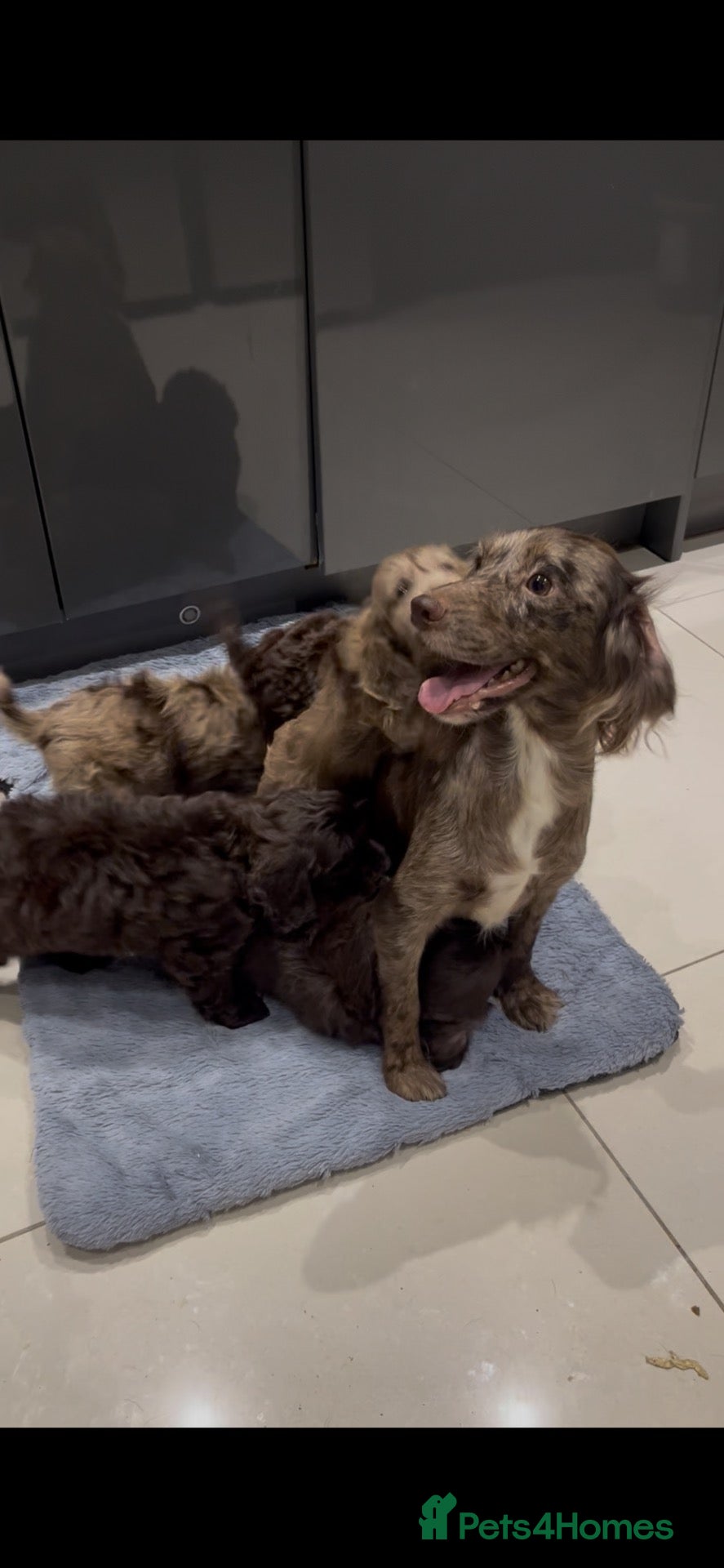 Cockapoo dogs for sale: ❤️Gorgeous F1 Cockapoo,❤️READY TO LEAVE ❤️ - Advert 23