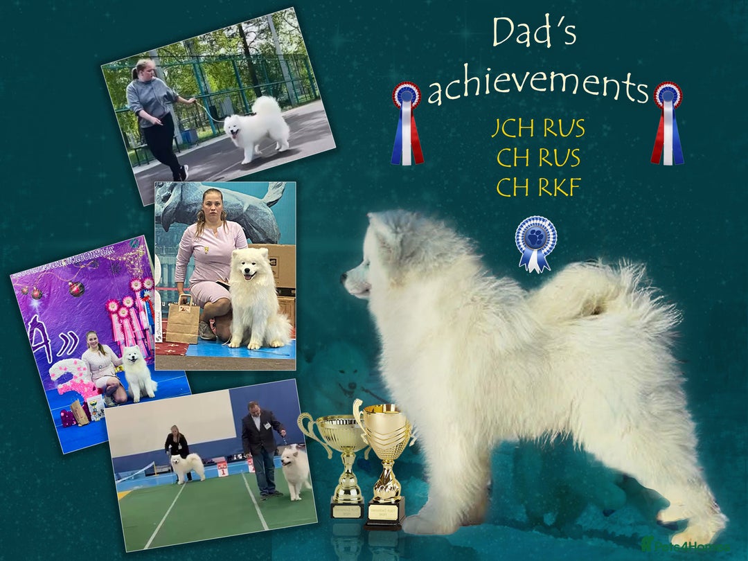 Samoyed dogs for sale: Puppies from three times champion father - Advert 4