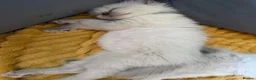 Ragdoll cats for sale: Beautiful kittens  - Advert 8