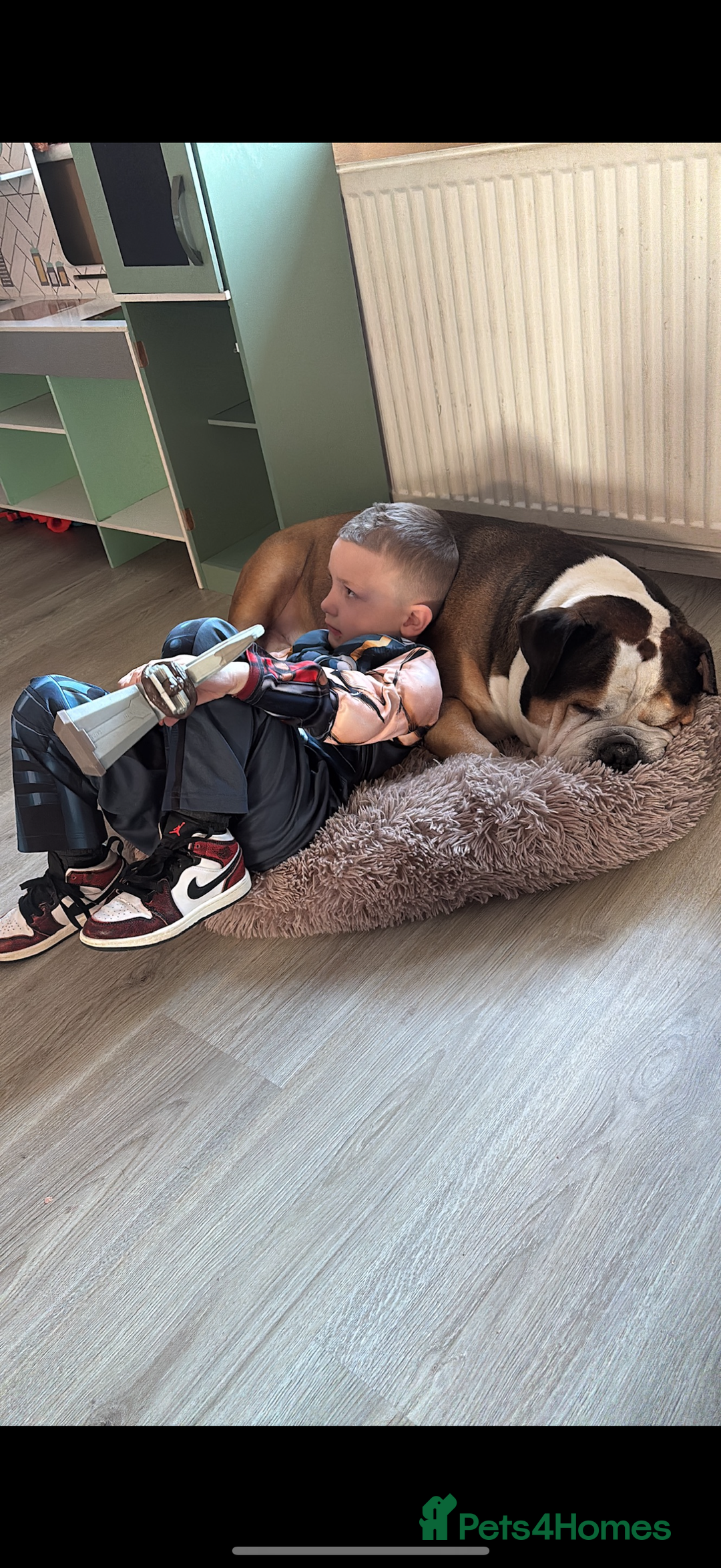 American Bulldog dogs for sale: american bulldog - Image 16