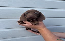 Miniature Dachshund dogs for sale: Miniature Dachsund Puppies (licensed breeder) - Image 10