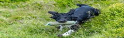 English Springer Spaniel dogs for stud: Heavily marked B&W FULLY HEALTH TESTED ESS - Advert 3