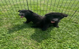 German Shepherd dogs for sale: German shepherd puppies  - Image 6