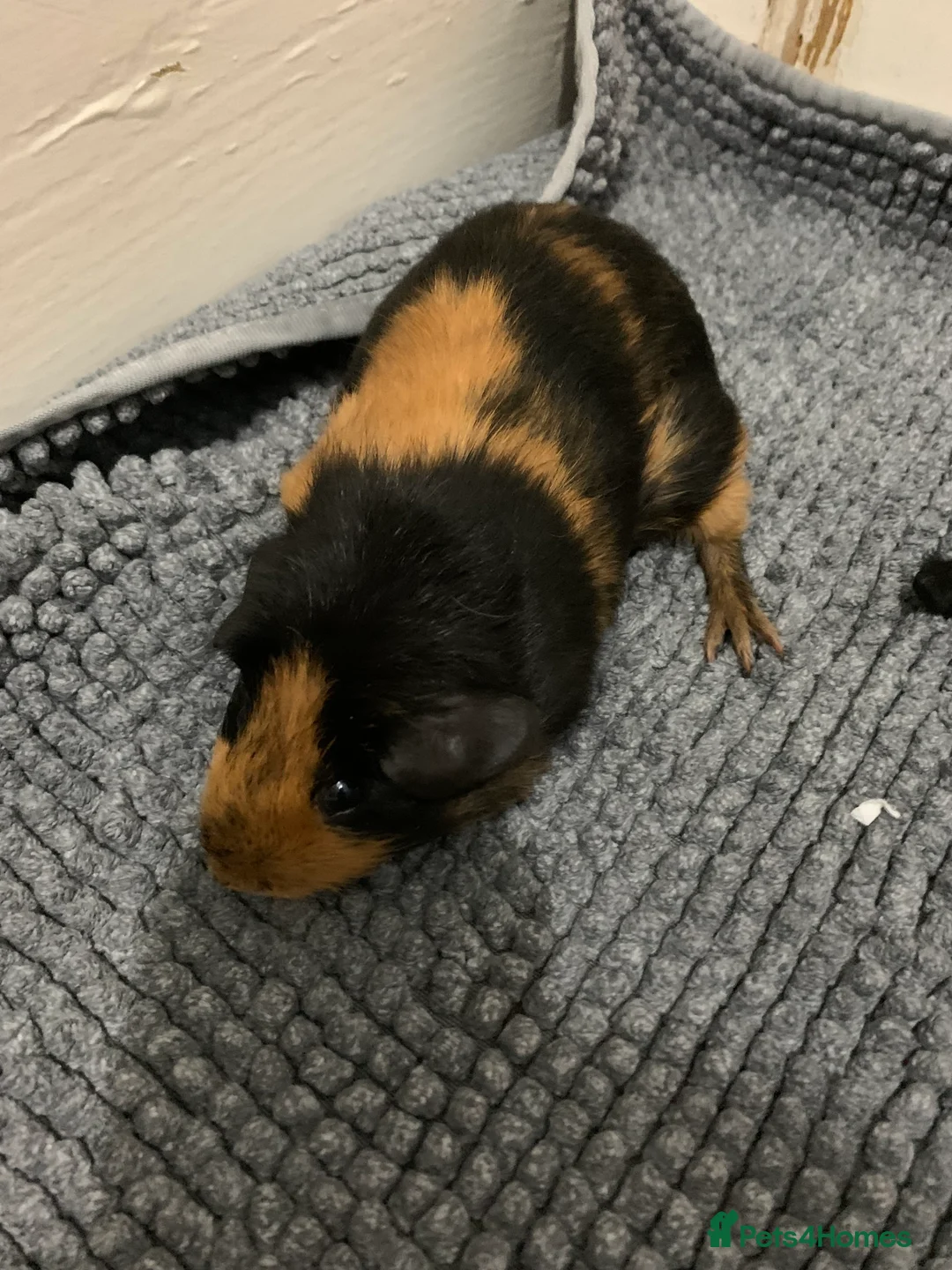 Guinea Pig rodents for sale: Skinny Pigs and Skinny Carriers - Advert 11