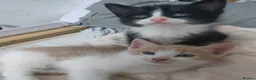 British Shorthair cats for sale: Kittens - Advert 10