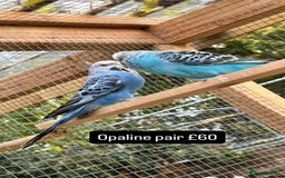 Budgerigars birds for sale: Proven pairs budgies all adult 2+ years old  - Image 8