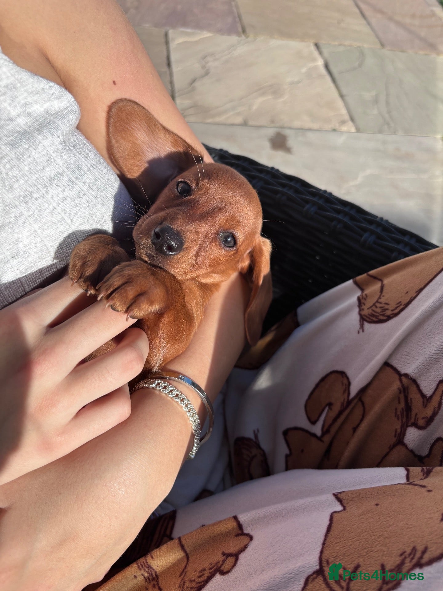 Miniature Dachshund dogs Kc miniature dachshund puppies  - Advert 1
