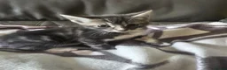 Mixed Breed cats for sale: 2 stunning male kitten (grey & pale ginger) - Advert 8