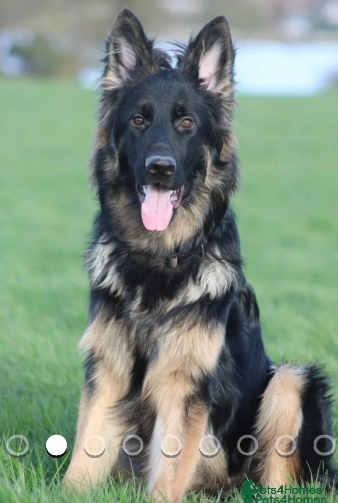 German Shepherd dogs for sale: KC GSD long coat.  Fantastic bloodlines.  - Advert 31