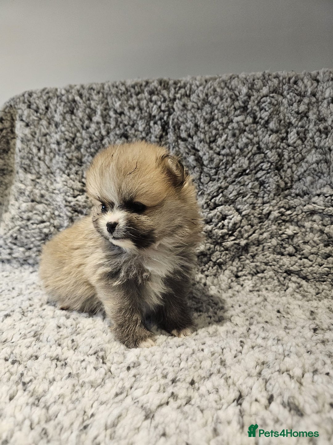Pomeranian dogs for sale: Adorable mini Pomeranian ❤ - Advert 20