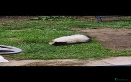 Guinea Pig rodents for sale: Female guinea pig  - Image 1