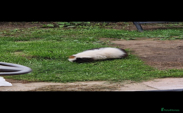 Guinea Pig rodents - Advert 2