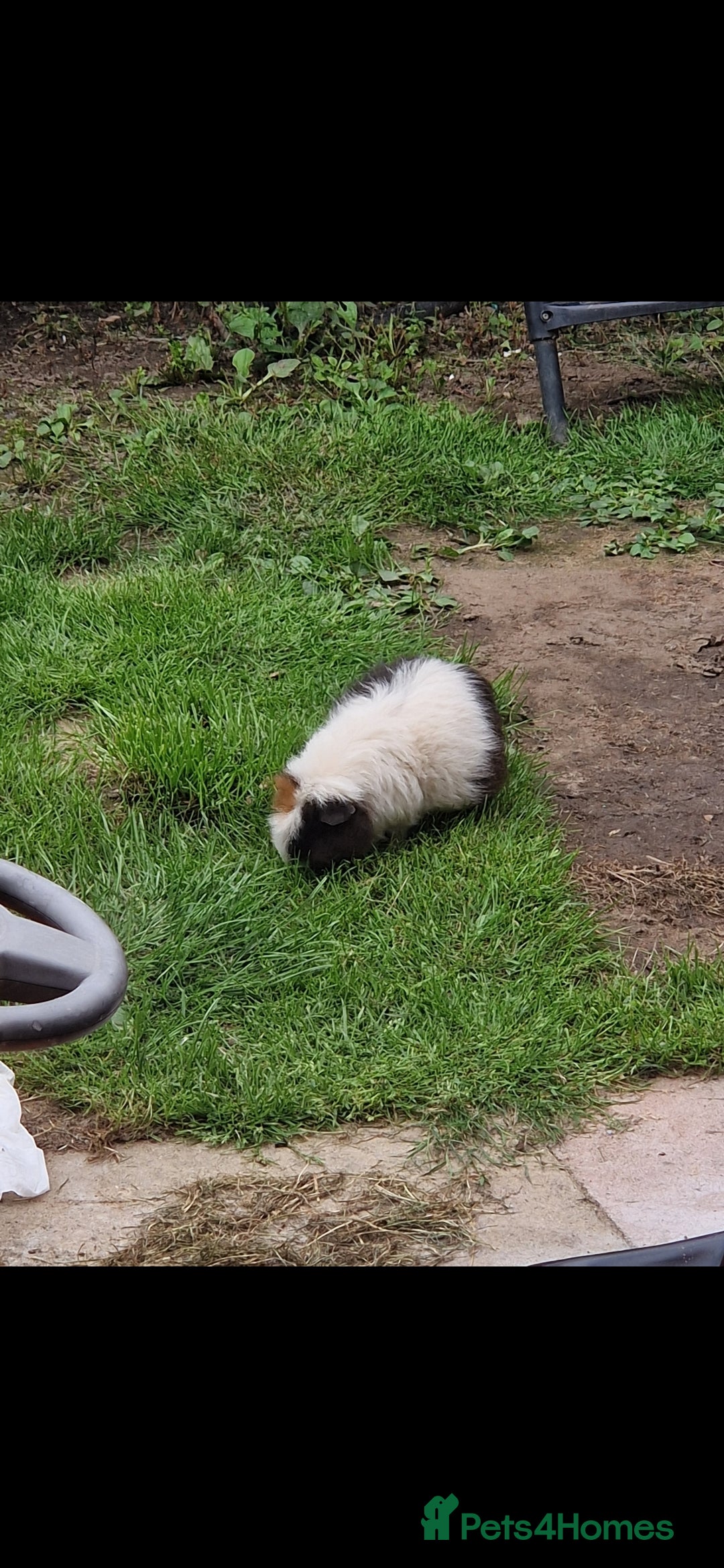 Guinea Pig rodents for sale: Female guinea pig  - Image 1