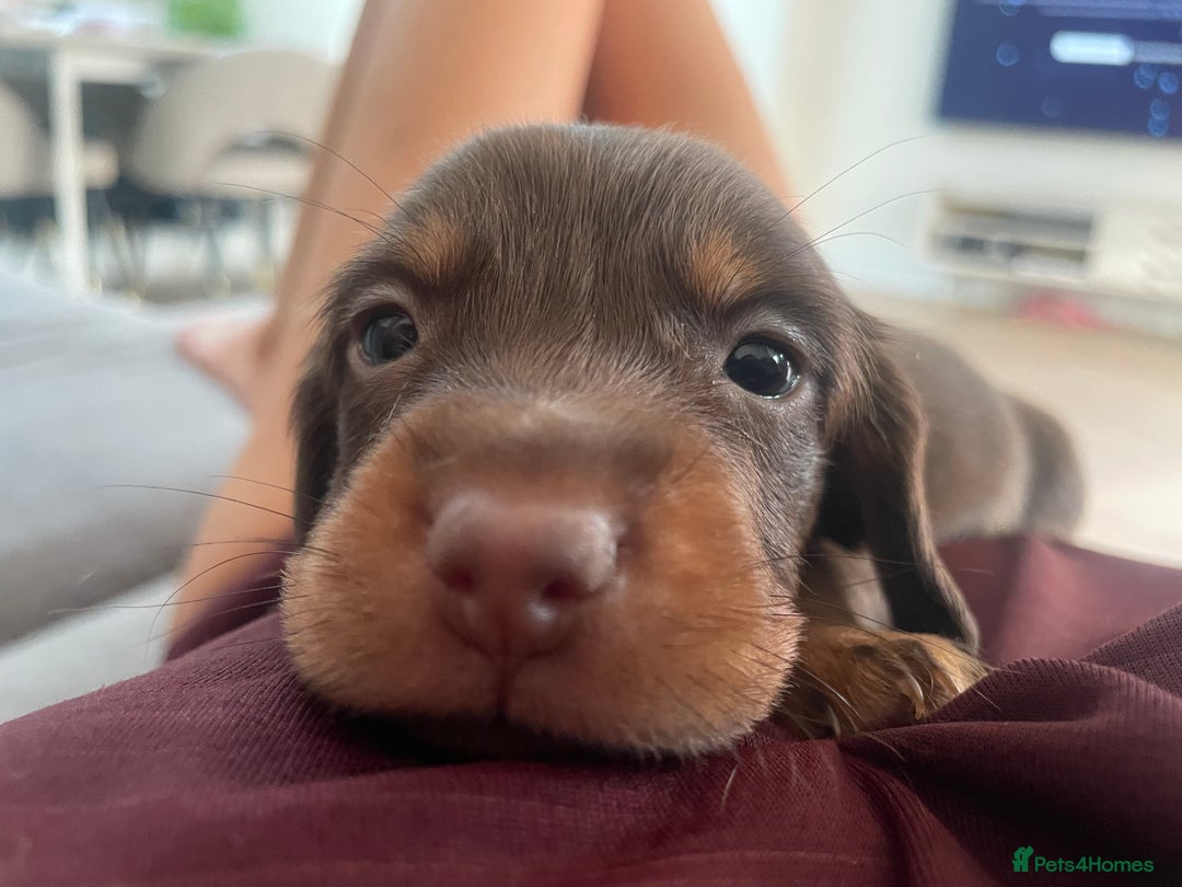 Miniature Dachshund dogs for sale: Ready for new homes Mini Dachshund  - Image 23