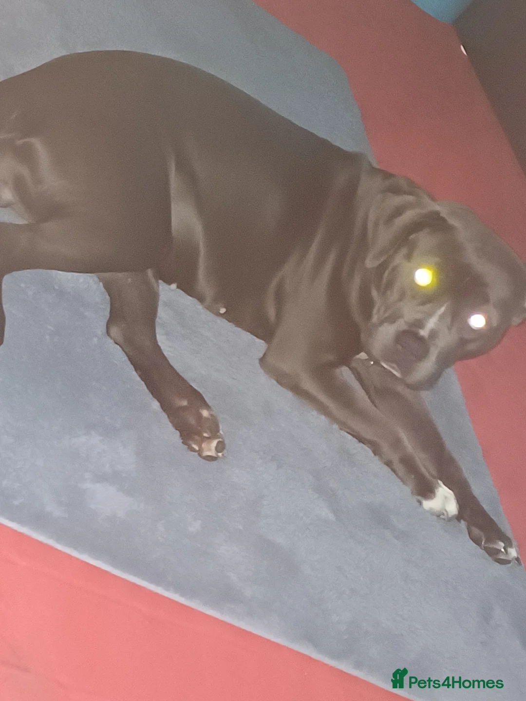 Staffordshire Bull Terrier dogs for sale: Staffordshire terrier  - Advert 5