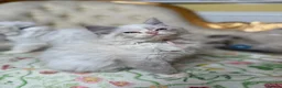 Perdoll cats for sale: ⭐️READY Now⭐️ Perdoll kittens  - Advert 5