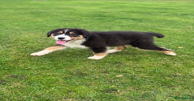 Australian Shepherd dogs - Advert 6