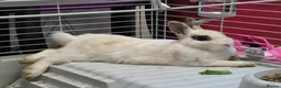 Netherland Dwarf rabbits for sale: Netherlands Dwarf babies  in Hailsham - Advert 2