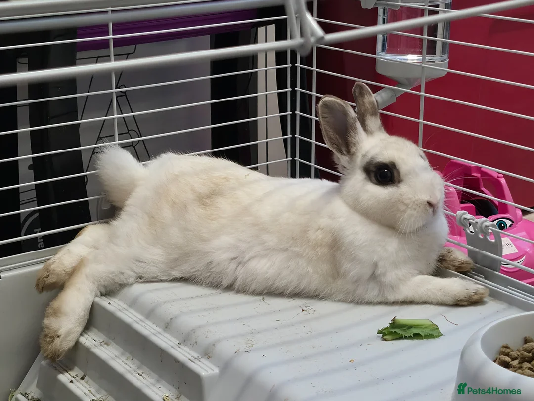 Netherland Dwarf rabbits for sale: Netherlands Dwarf babies  in Hailsham - Advert 2