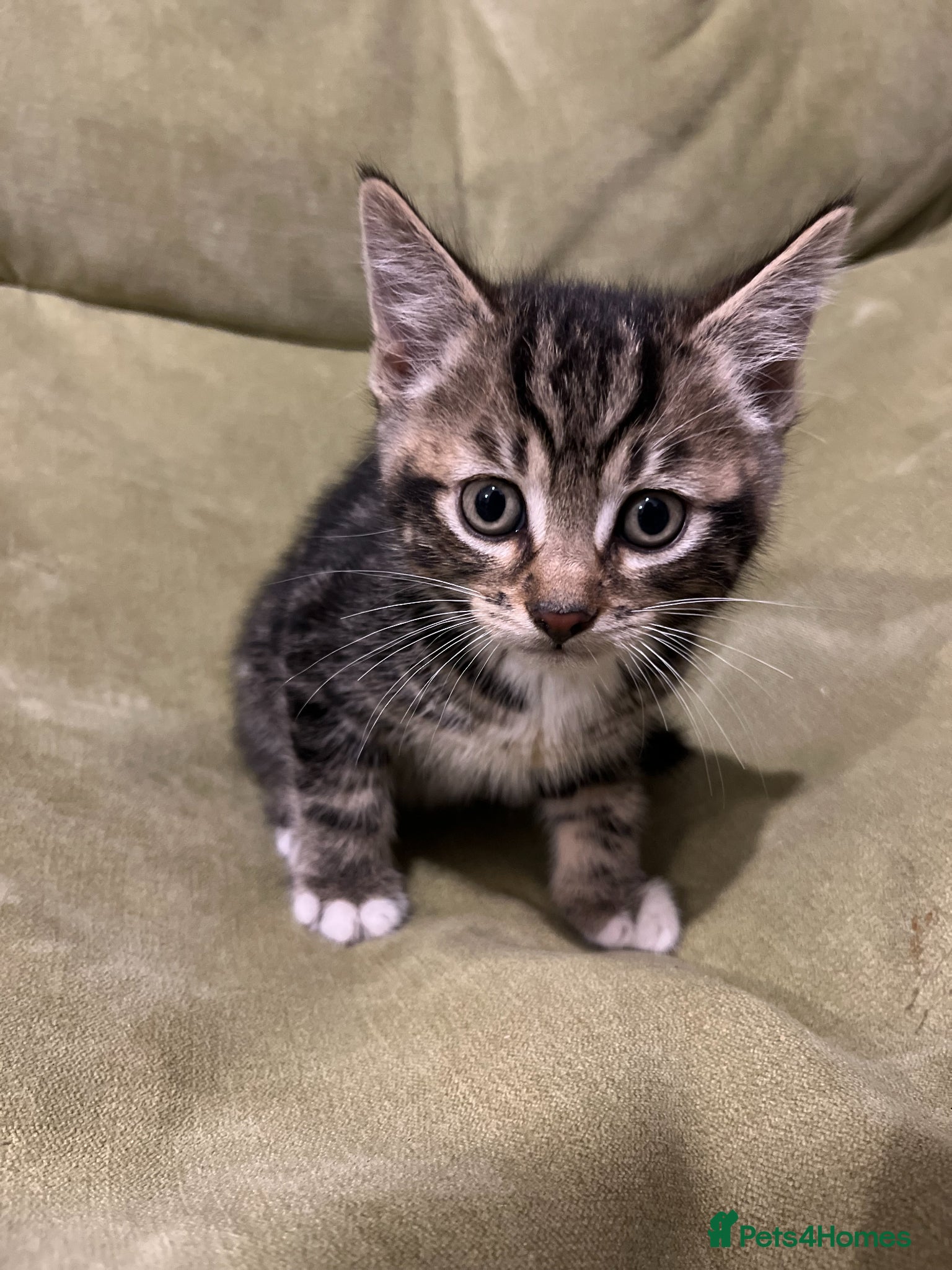 Bengal cats for sale: Bengal Mix Ready! - Advert 7