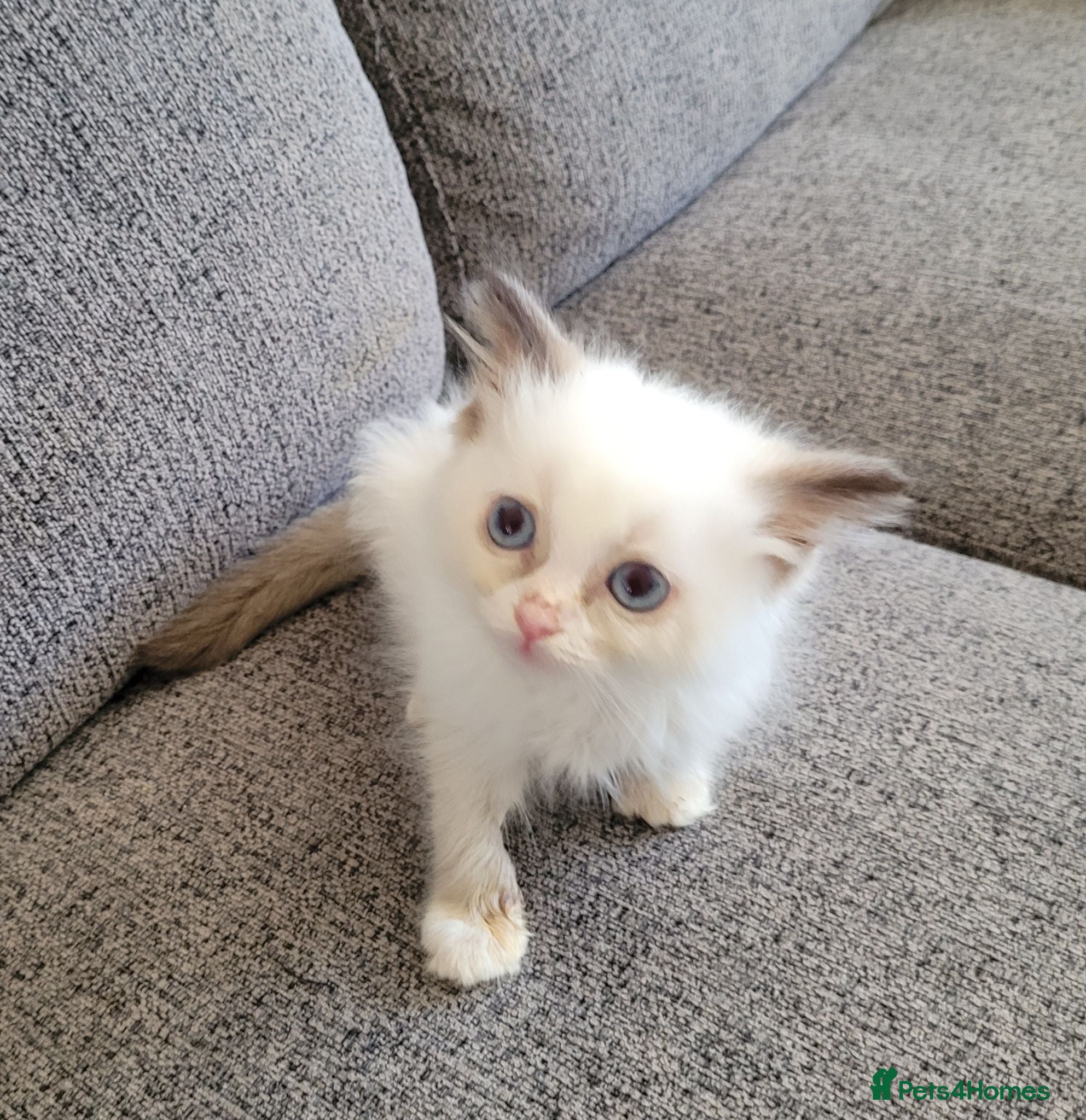 Ragdoll cats READY NOW Last boy lilac bi colour male - Advert 14