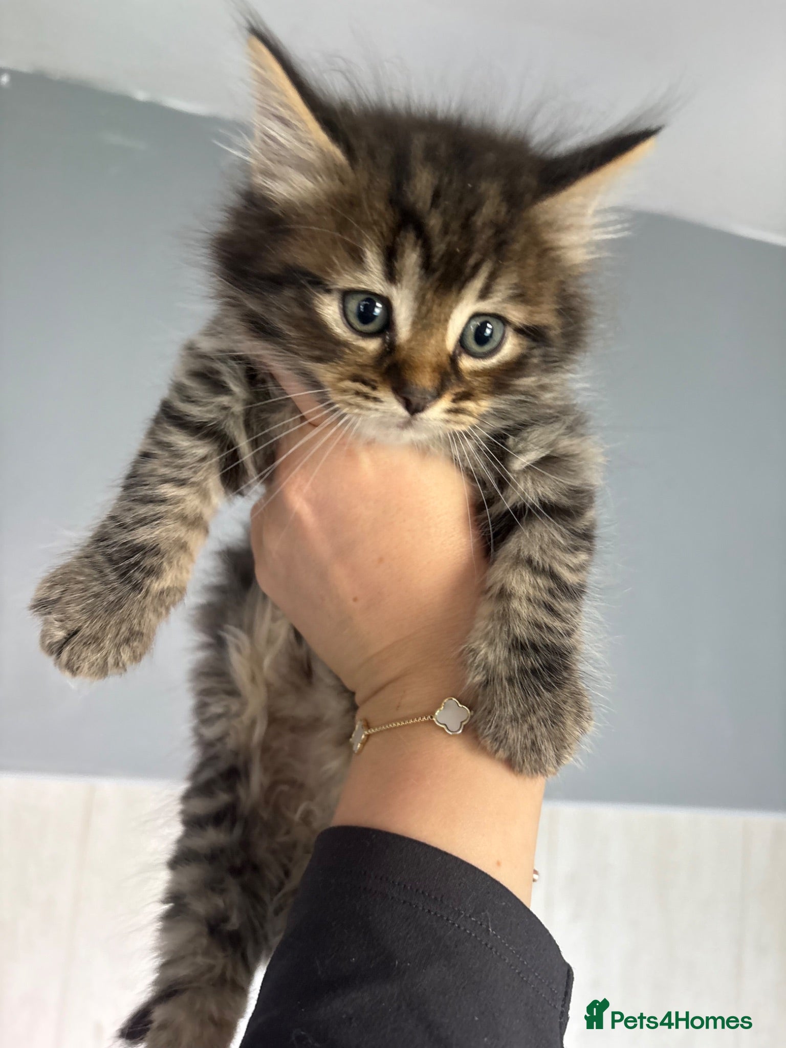 Mixed Breed cats Adorable kittens - Advert 1