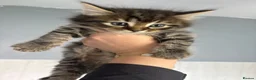 Mixed Breed cats for sale: Adorable kittens - Advert 1
