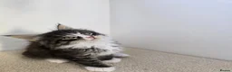 Maine Coon cats for sale: Maine coon kittens  - Advert 17