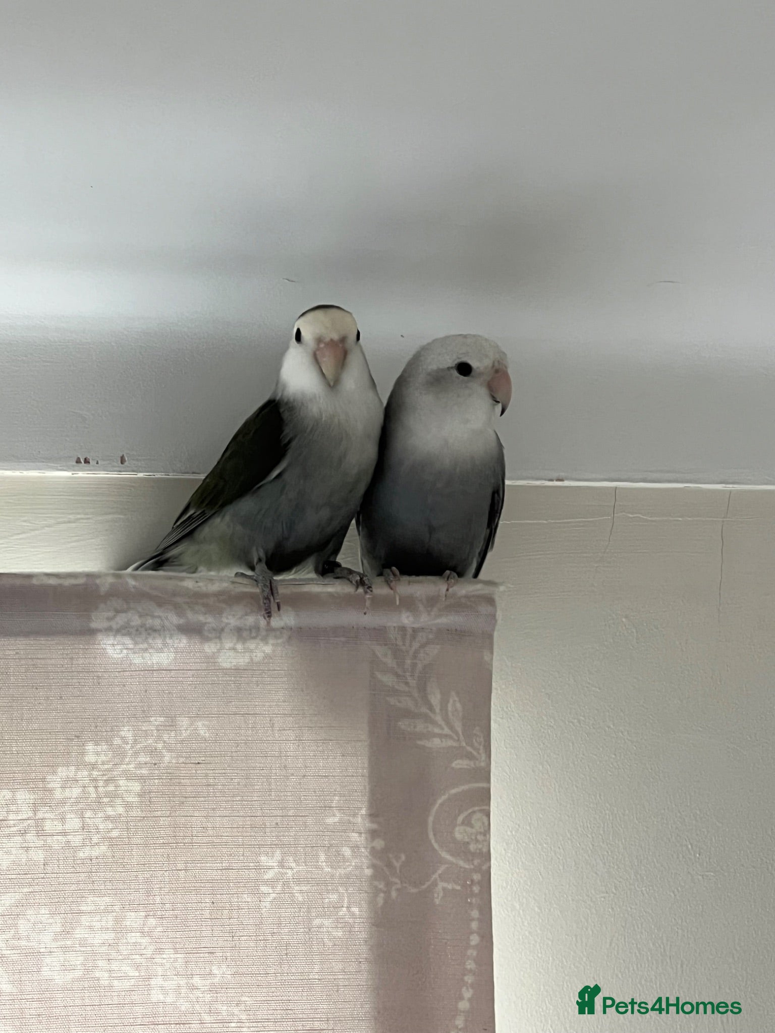 Lovebirds birds Bonded pairs of lovebirds for sale  - Advert 2