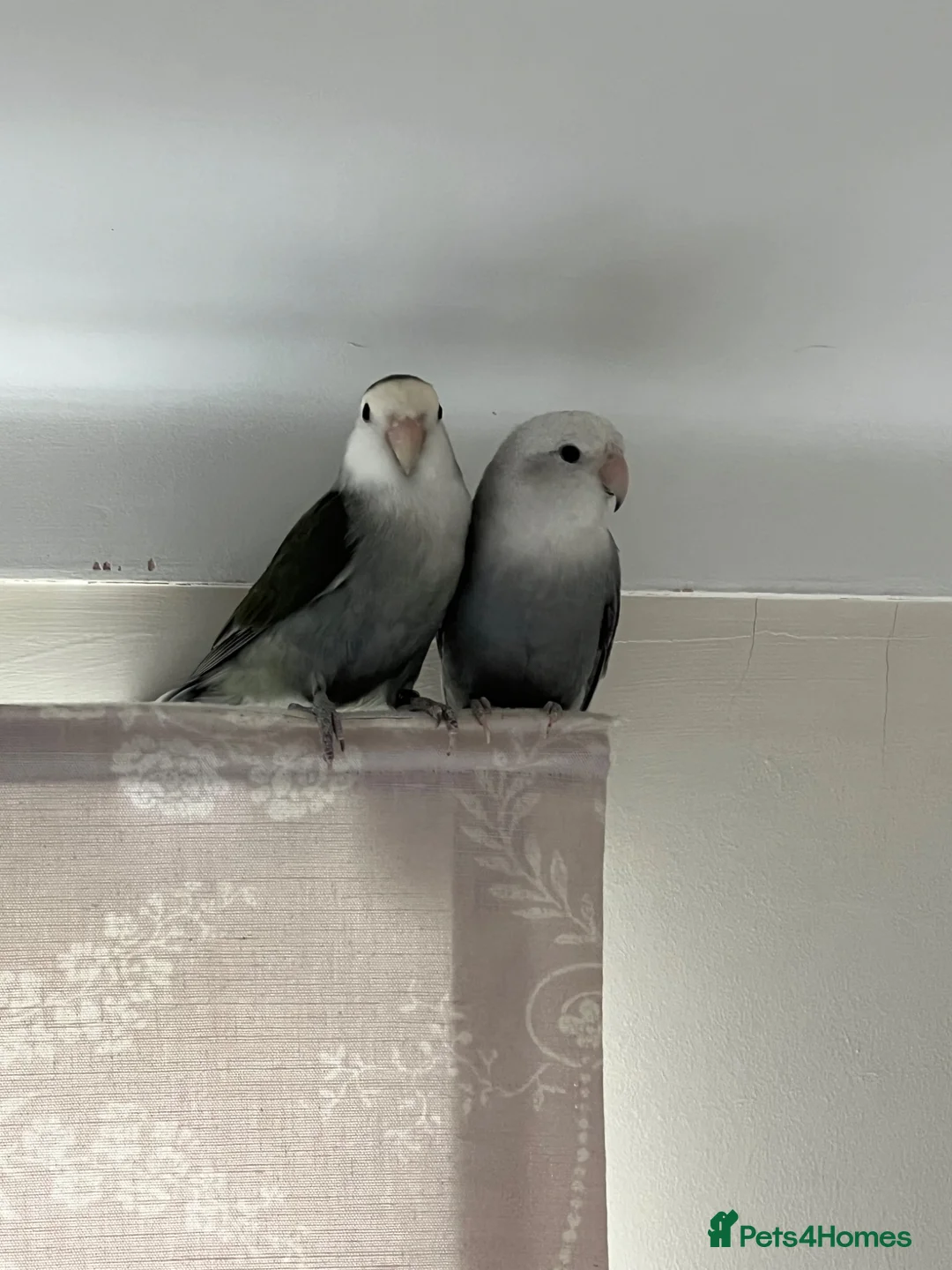Lovebirds birds for sale: Bonded pairs of lovebirds for sale  - Advert 2