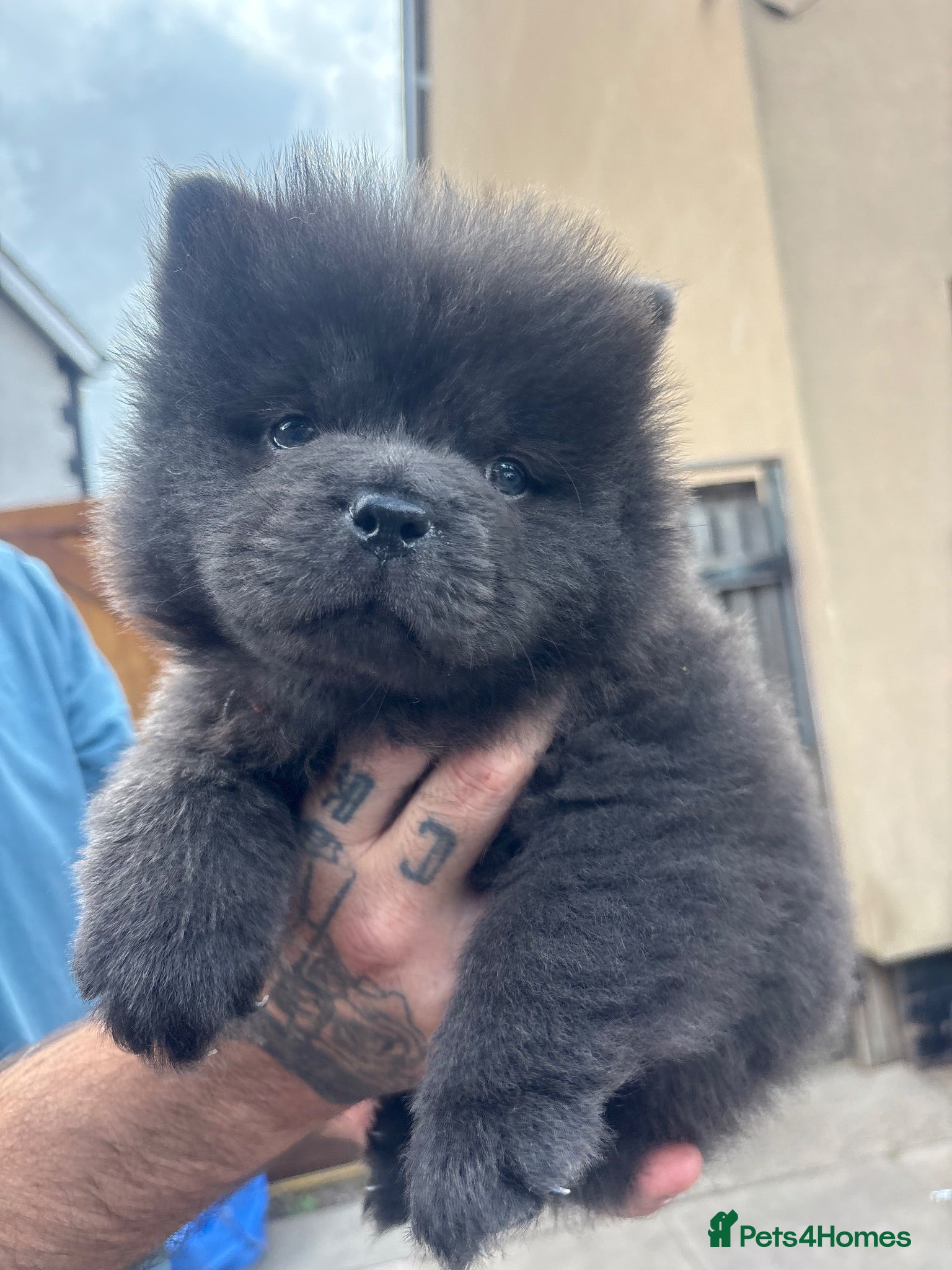 Chow Chow dogs READY NOW !  - Advert 4