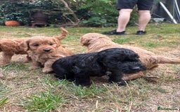 Cockapoo dogs for sale: Cockapoo puppies F1B - Image 16