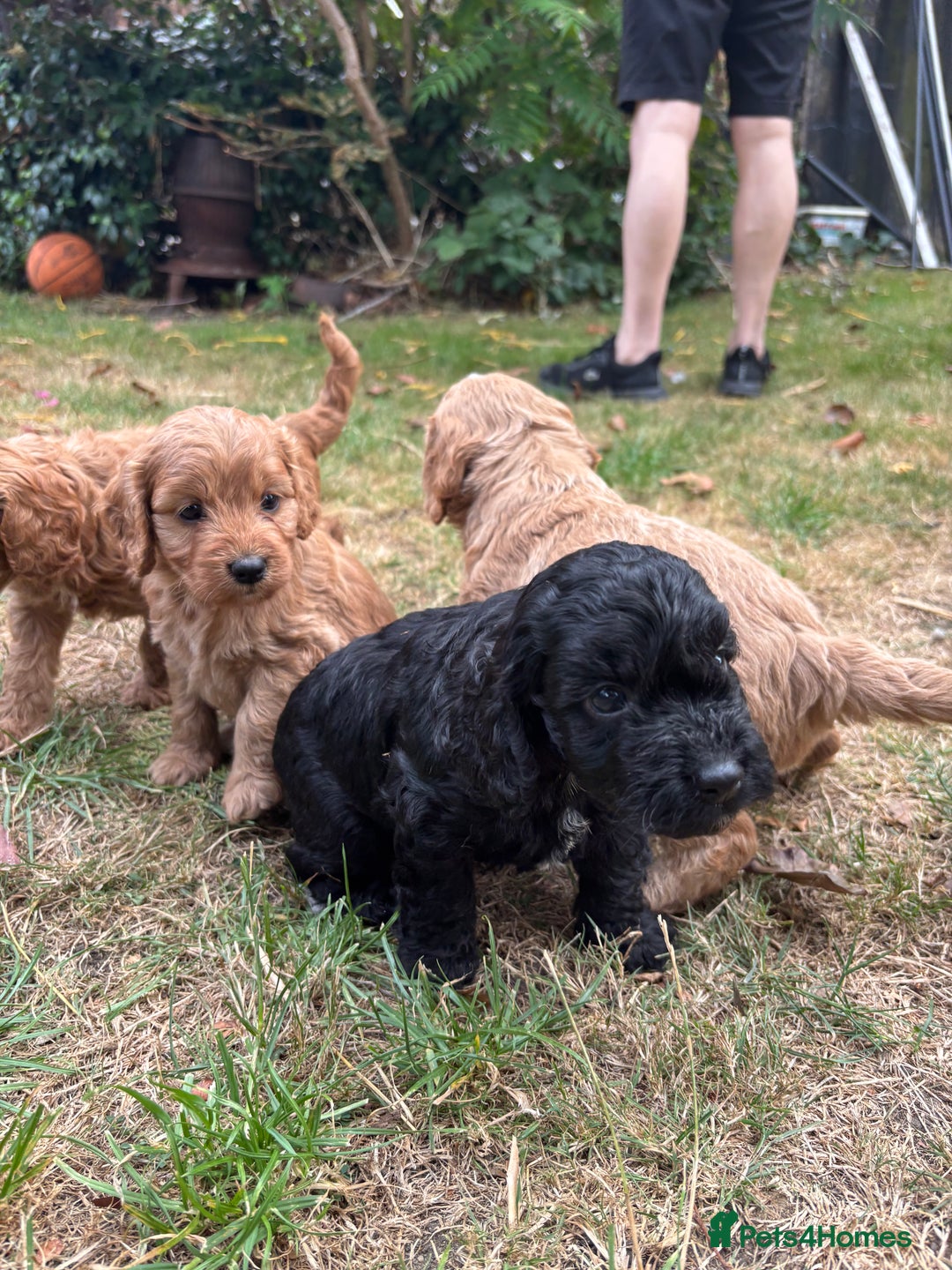Cockapoo dogs for sale: Cockapoo puppies F1B - Image 16