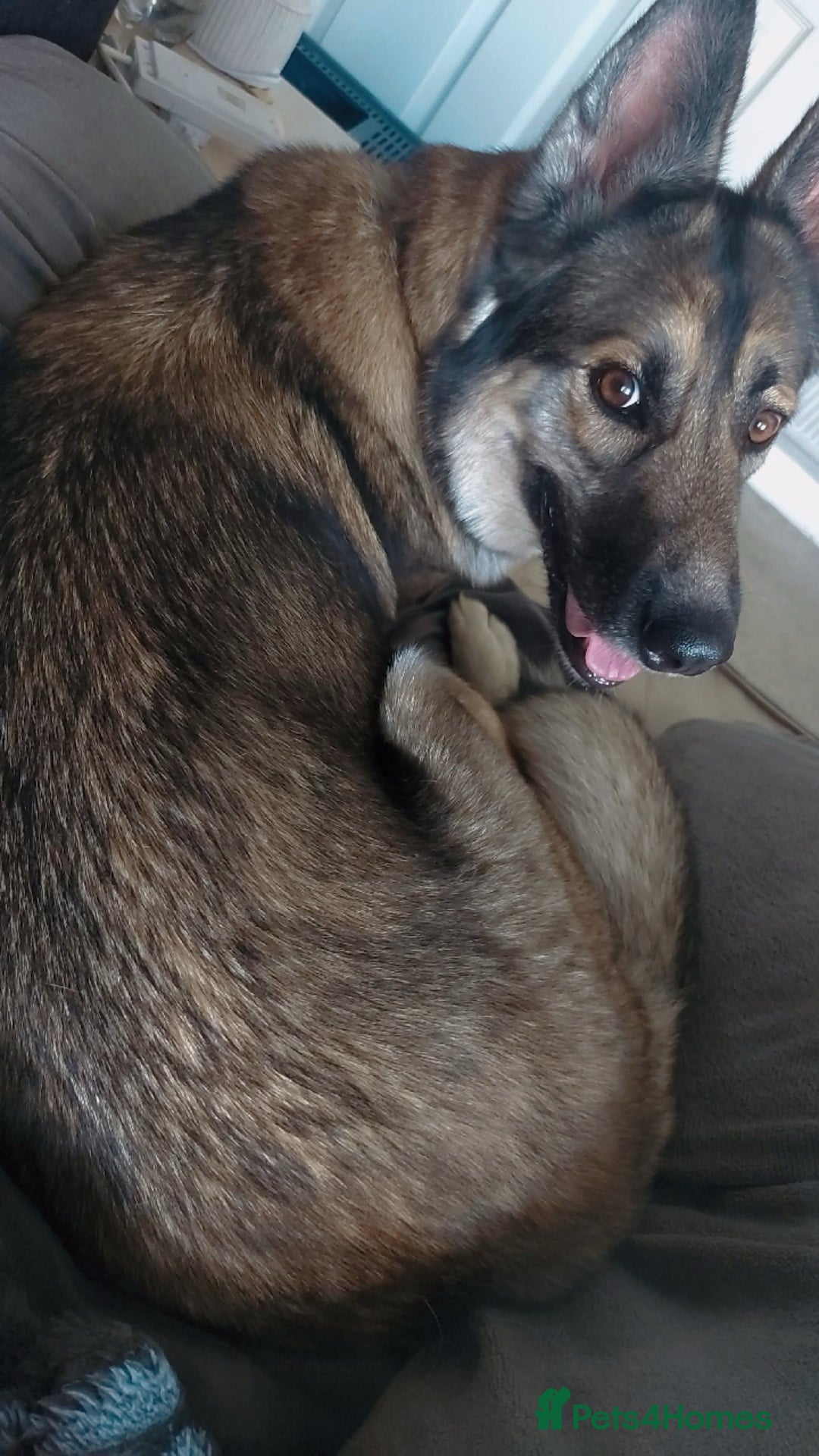 German Shepherd dogs for sale: River female German shepherd  - Advert 1