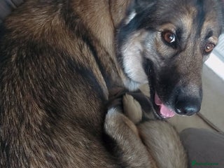 German Shepherd dogs River female German shepherd - Advert 11