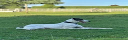 Lurcher dogs for stud: Handsome lurcher available for stud  - Advert 2