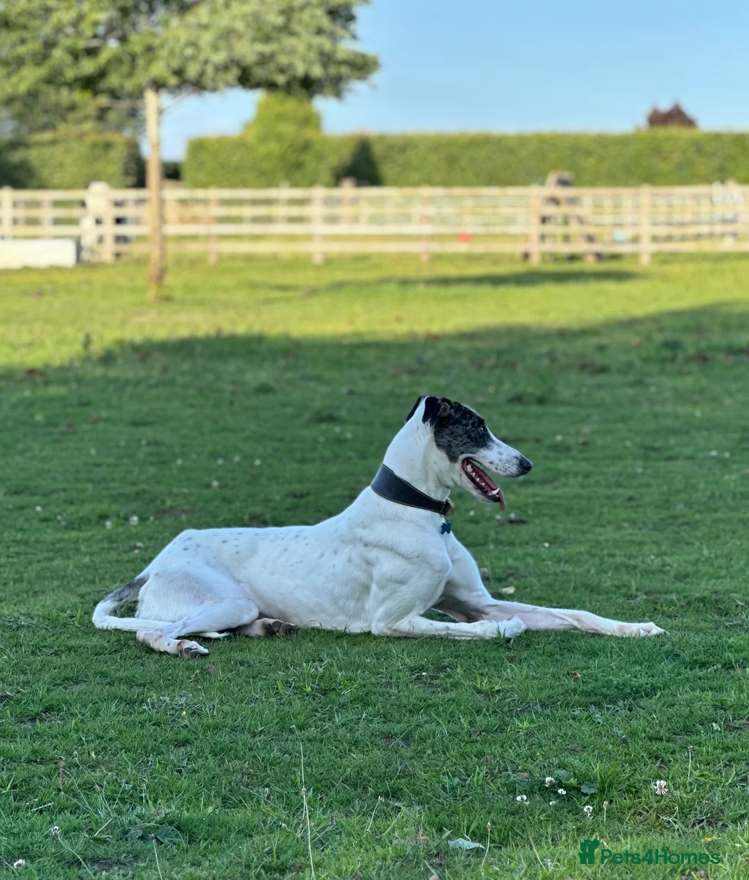Lurcher dogs for stud: Handsome lurcher available for stud  - Advert 2