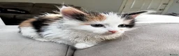 Mixed Breed cats for sale: 2x free female kittens mixed breed - Advert 7