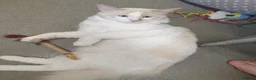 Siamese cats for sale: Flame point ragdoll boy - Advert 1