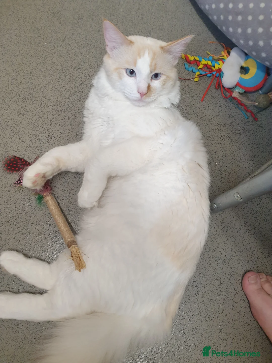 Siamese cats for sale: Flame point ragdoll boy - Advert 1
