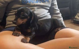 Dachshund dogs for sale: Dachshund - last 2 available (boy&girl) - Image 2