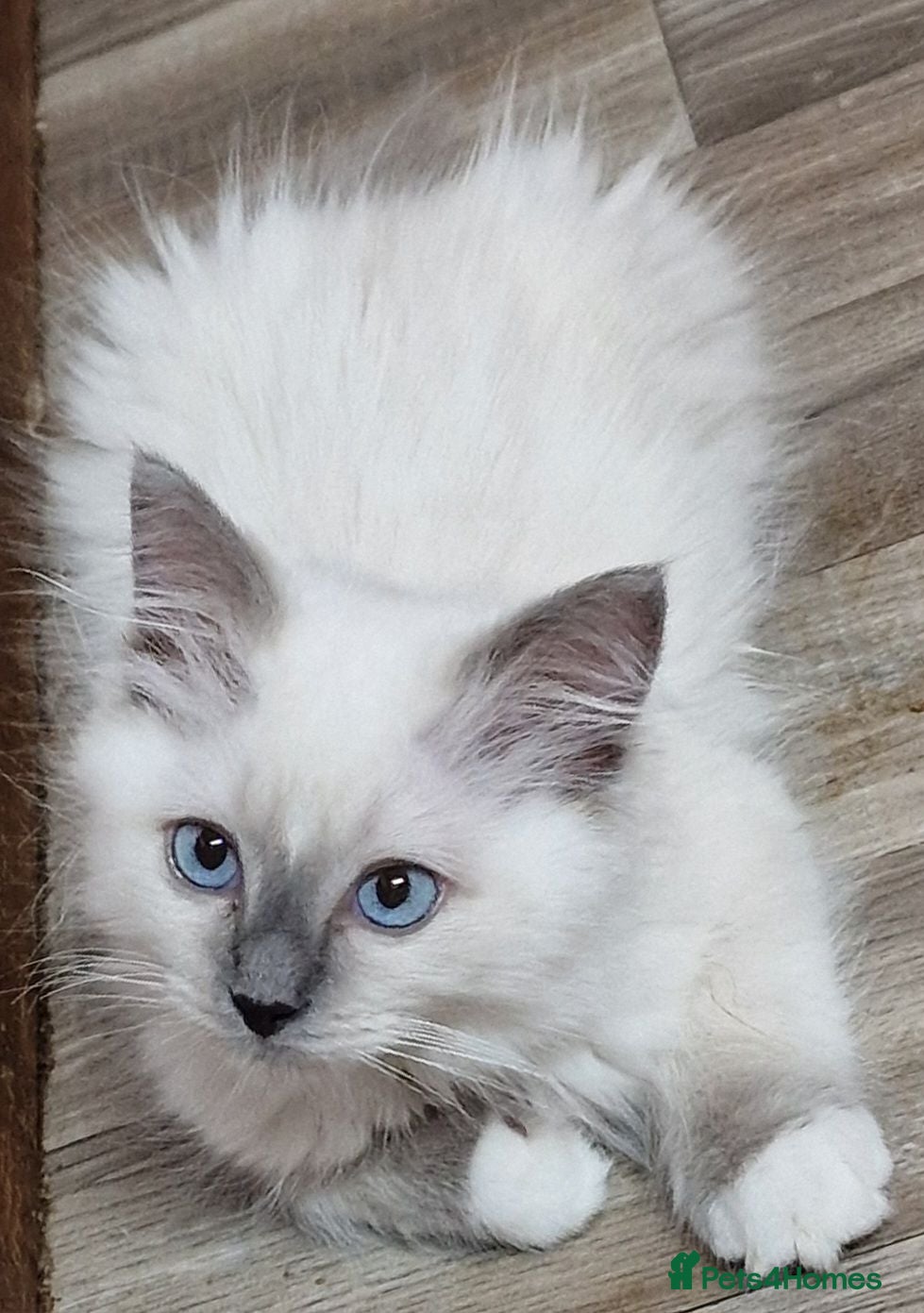 Perdoll cats Gorgeous litter gccf registered Ragdoll kittens  - Advert 1