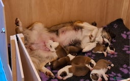 Border Collie dogs for sale: **Rare sable and white Border Collie puppies.** - Image 2