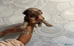 Cockapoo dogs for sale: Stunning litter of F1 Yankee doodles - Image 14