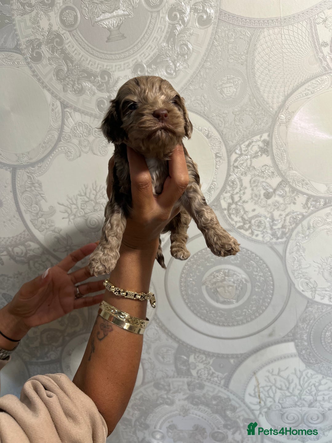Cockapoo dogs for sale: Stunning litter of F1 Yankee doodles - Image 14