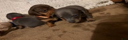 Miniature Dachshund dogs for sale: Miniature dachshund puppies forsale - Advert 7