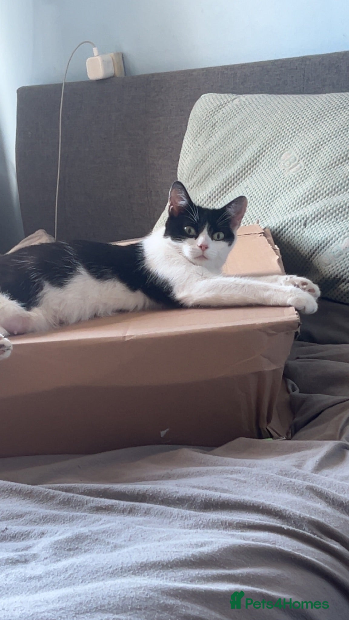 Mixed Breed cats Kittens for sale - 2 girls 3 boys - Advert 3