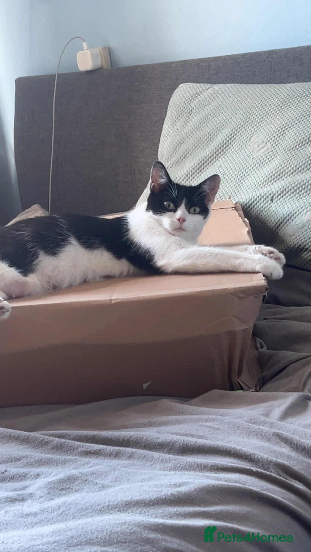 Mixed Breed cats for sale: Kittens for sale - 2 girls 3 boys - Advert 1