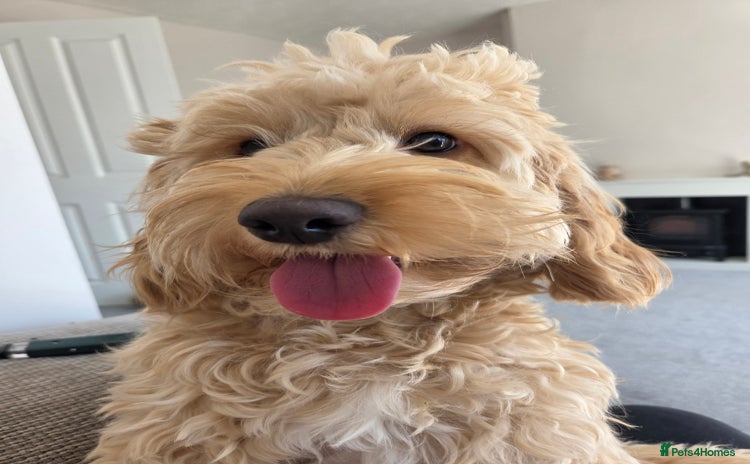 Cockapoo dogs 1 year old toy cockapoo - Advert 5