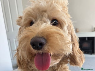 Cockapoo dogs for sale: 1 year old toy cockapoo - Advert 1